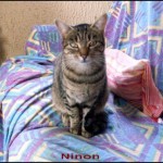 ninon1