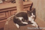 GOURMETTE