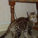 Tony5