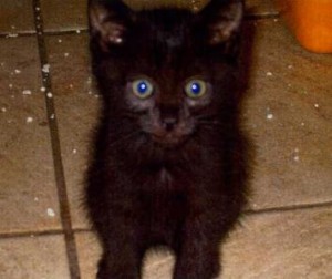 chaton noir 1