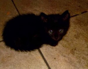 chaton noir 2