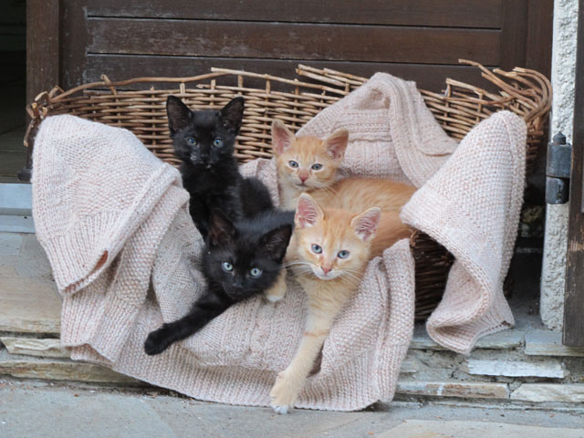 chat sexe les lilas