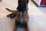 [SOS]Type Malinois 5 Mois