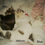 Avec ses copines, Hilly, adoptée et Hélium adoptée par la famille d'accueil.