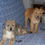 Fluffi et Faffi à leur arrivée en famille d'accueil