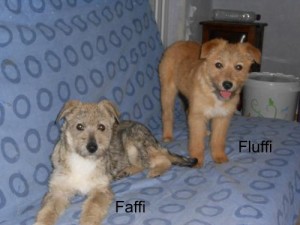 Fluffi et Faffi à leur arrivée en famille d'accueil