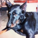 beauceronne1