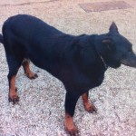 beauceronne2