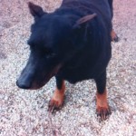 beauceronne3