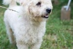 MILOU