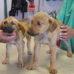 chiot Appar clair2
