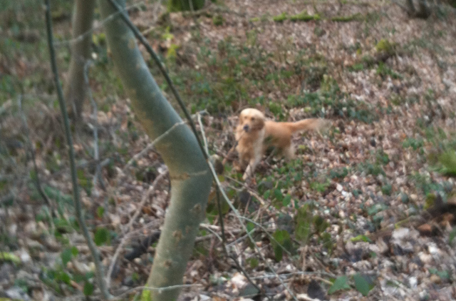 Cooky, golden retriever de 6 ans "Refuge Reve de Chien" COOKY-FORET-4