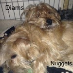 diams et nuggets 1