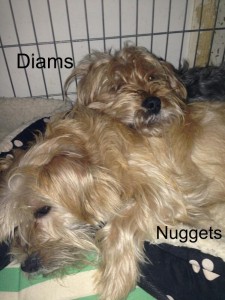 diams et nuggets 1