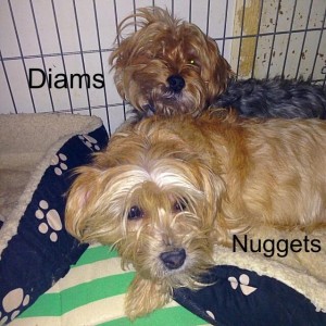 diams et nuggets 2