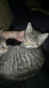 junior2