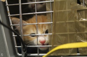 10572102_10208877134954123_892198188563340446_o