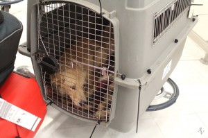 12828458_10208877133634090_6354344090267827036_o