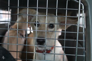 12841430_10208877146314407_6138408818237688449_o