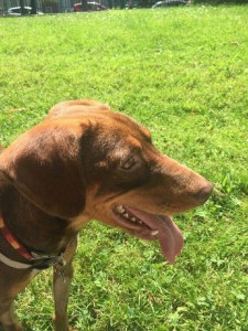 13697146_1154986321231506_2815311194408623532_n