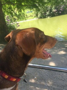 13769549_1154986317898173_9120324252005293557_n