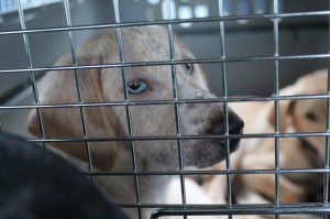 966580_10208877150274506_8876361324078153433_o