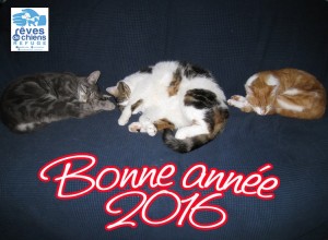 Bonne année 2016
