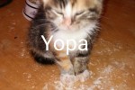 YOPA