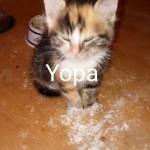 yopa 1