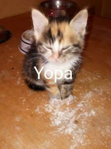 yopa 1