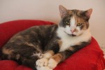 JOSEPHINE