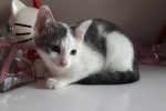 MINEA