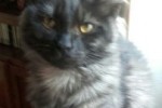 SWEETY (ex Malky)