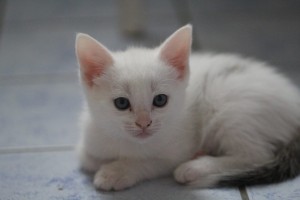 Samy1