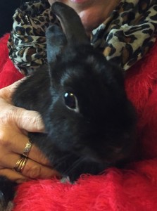 Maman_lapin_1