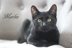 Merlin