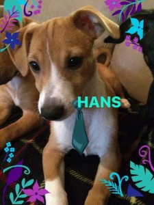 hans6