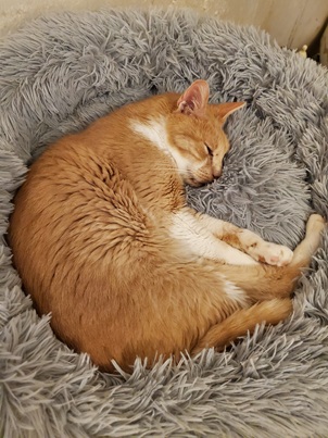 CARAMBOLE : non adoptable – en famille d’accueil longue durée.