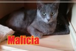 MALICIA