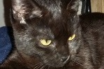 WILLOW