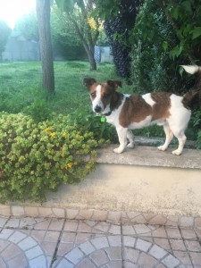 bono dans le jardin