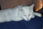 NEIGE : en soin – non adoptable. A besoin de parrains/marraines.