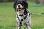 LOCKY : non adoptable pour le moment.