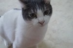 CELESTIN