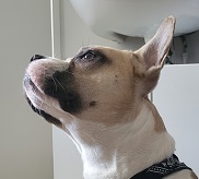 JAÏGGA
