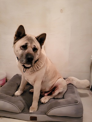 PUSHKA : non adoptable car en soin – cherche parrain / marraine