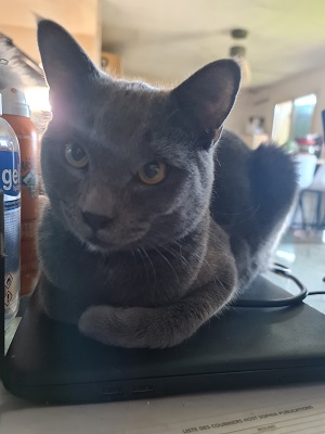 TOOTSY