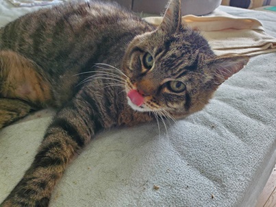 JULES : non adoptable – en famille d’accueil longue durée.