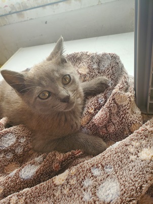 BAGGY : non adoptable pour le moment car en soins.