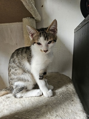 VIKO